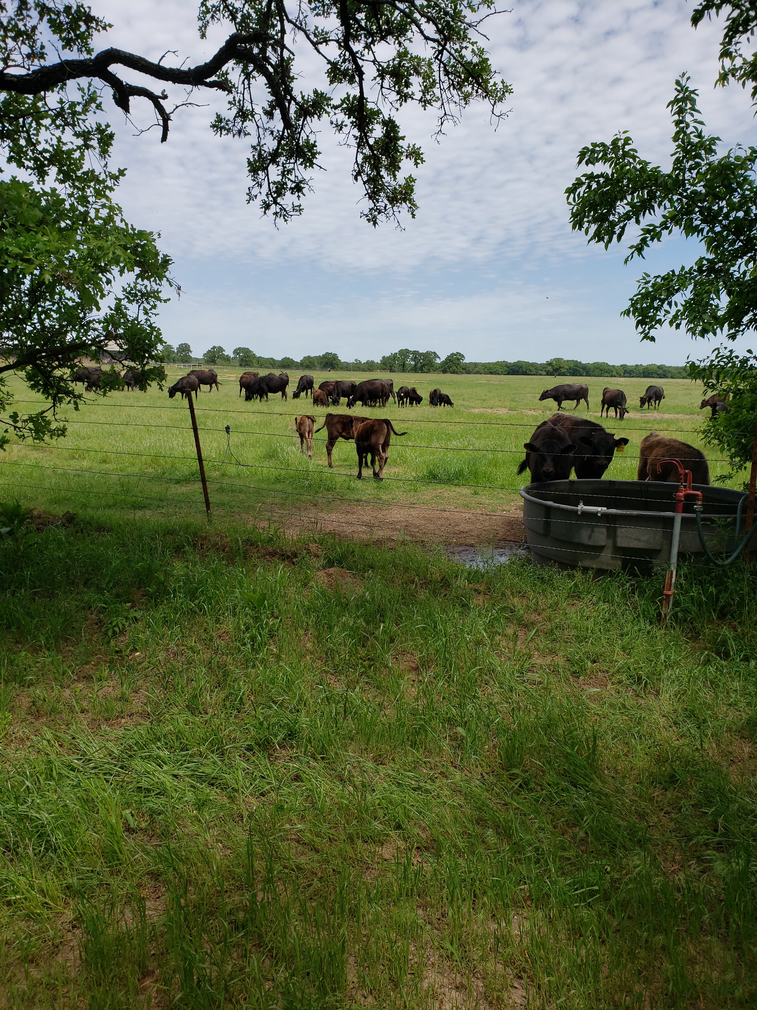Wagyu cattle at Misty Valley ranch