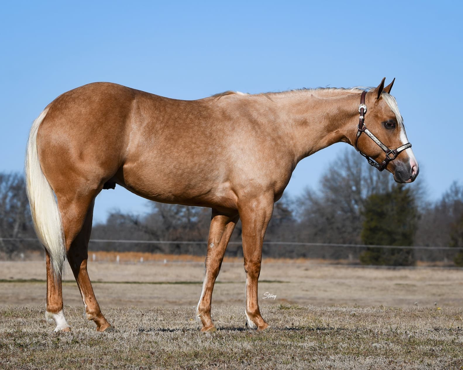 Reining horse at Misty Valley