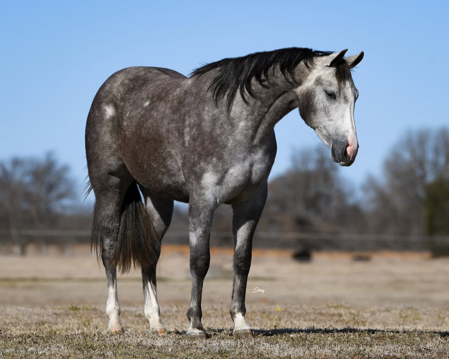 Reining horse at Misty Valley