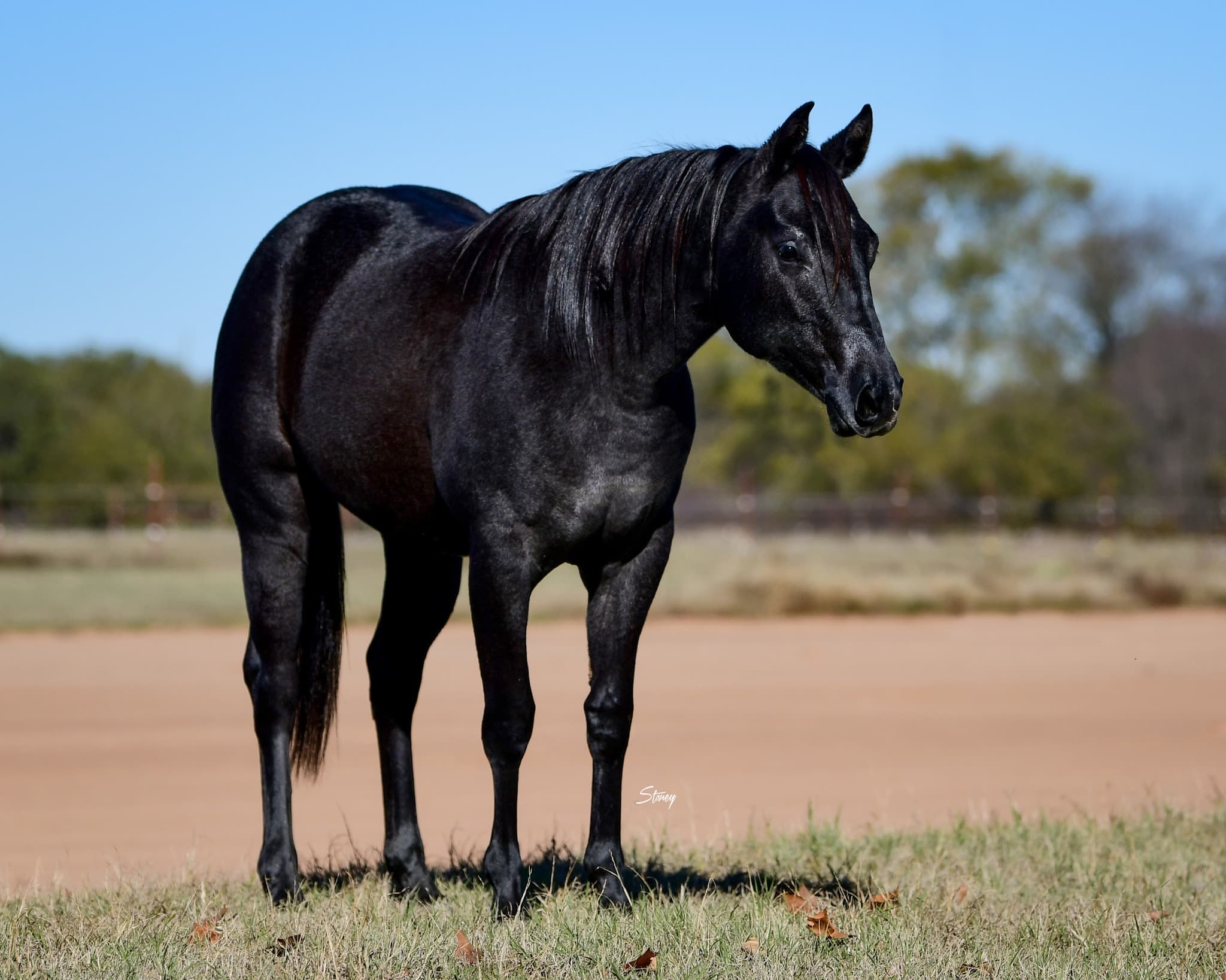 Reining horse at Misty Valley